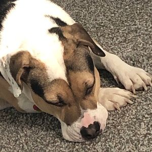 Meet your Posher, Abby